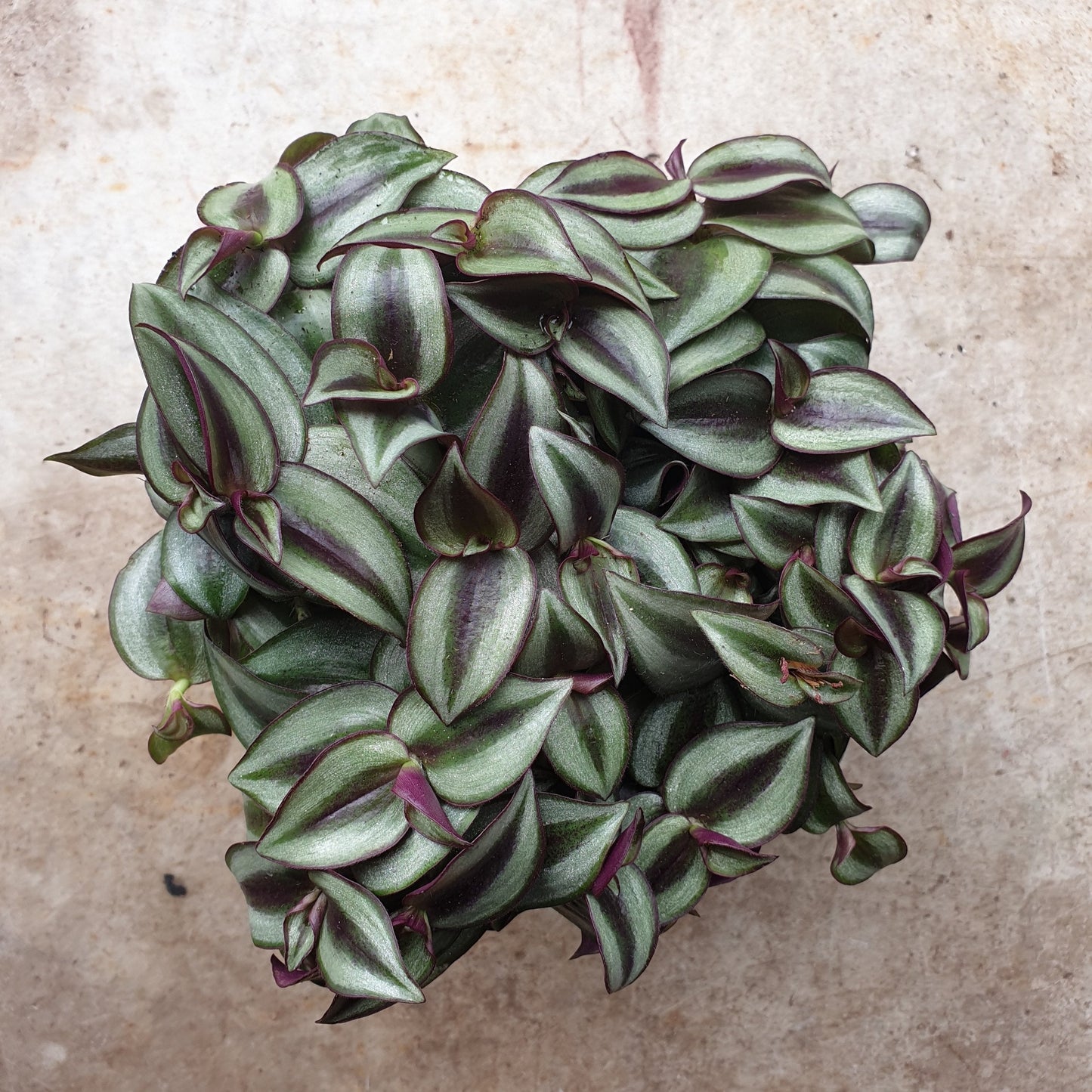Tradescantia purpusii (Inch plant/ Wandering Dude)
