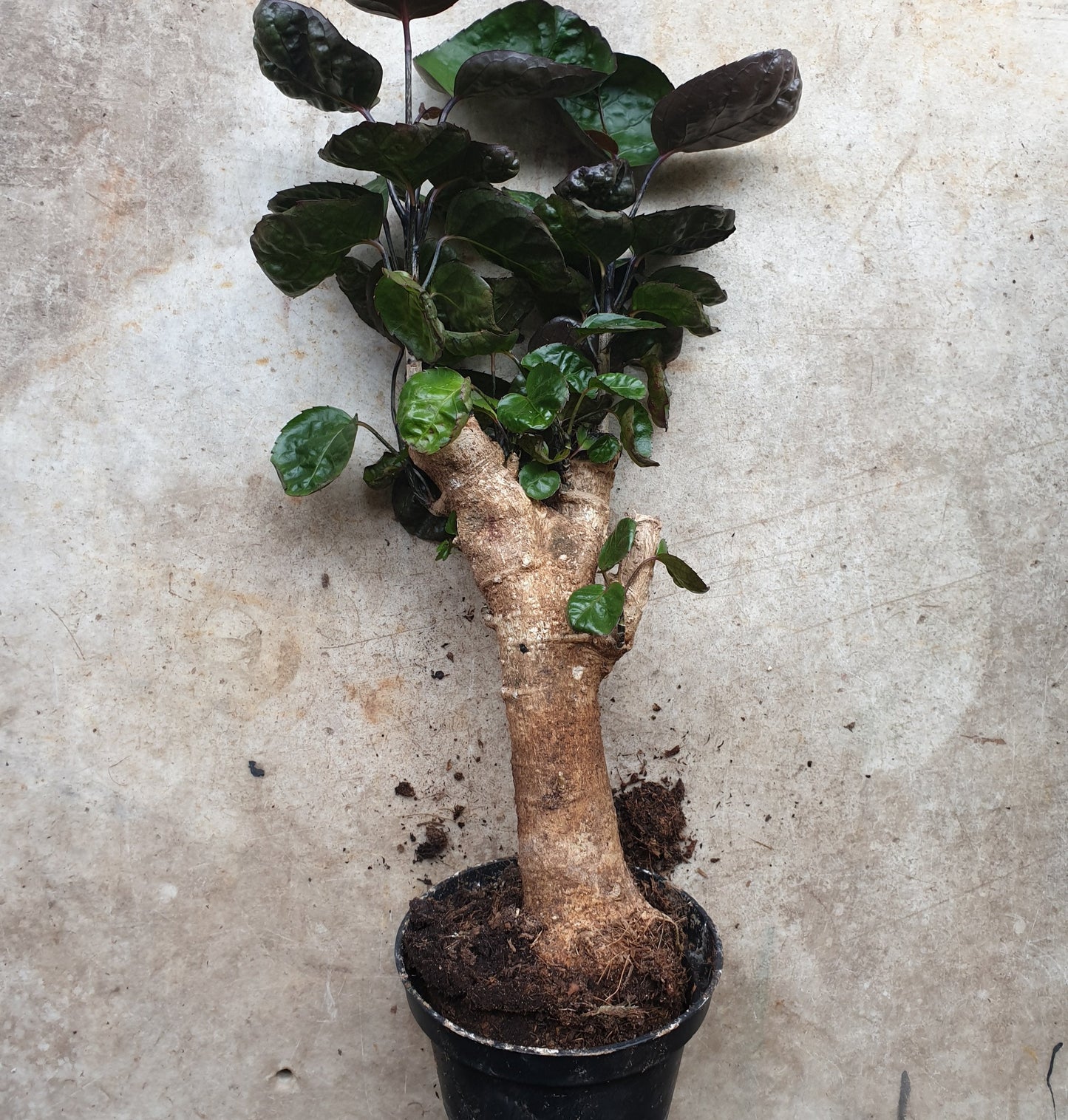 Polyscias fabian (Dinner Plate Aralia)