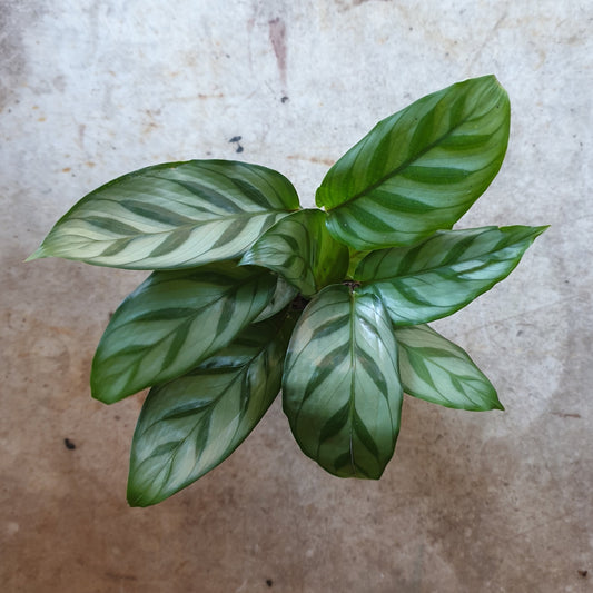 Goeppertia concinna syn. Calathea leopadina 'Freddie' (Prayer Plant)