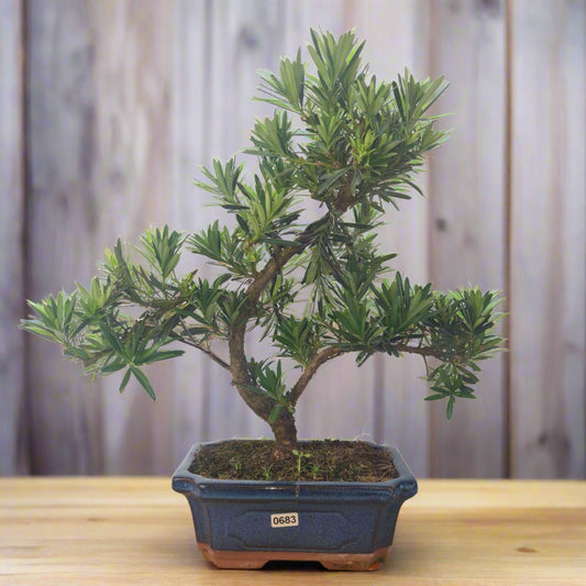 Buddhist Pine (Podocarpus Micro) Bonsai Tree | Shaped | In 20cm Pot