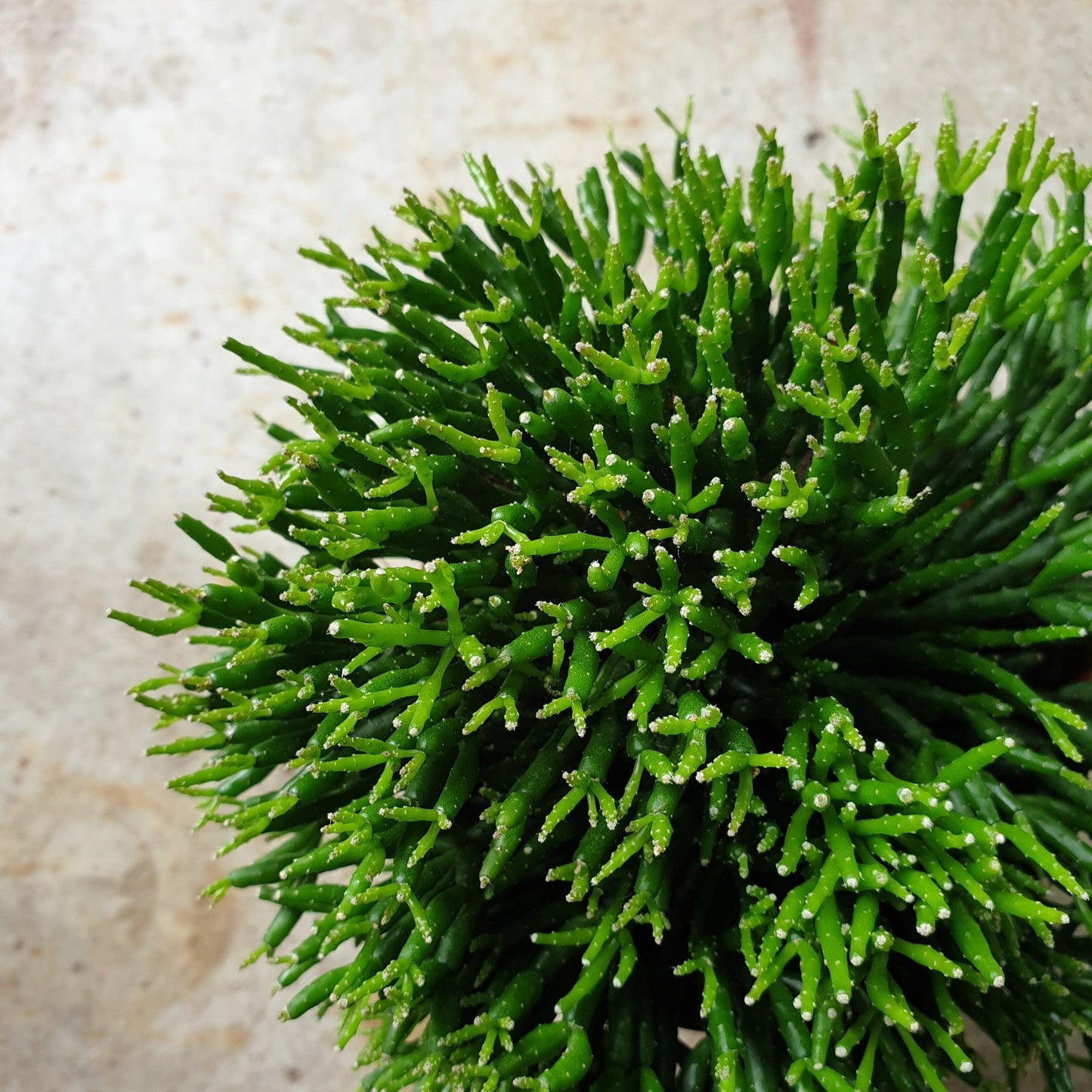 Rhipsalis burchellii (Coral Cacti)