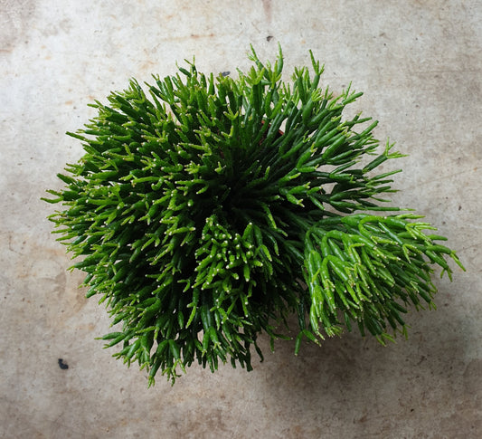 Rhipsalis burchellii (Coral Cacti)