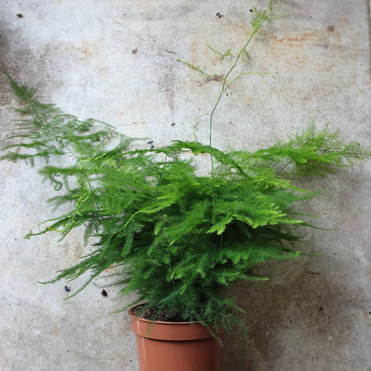 Asparagus setaceus (Asparagus fern)