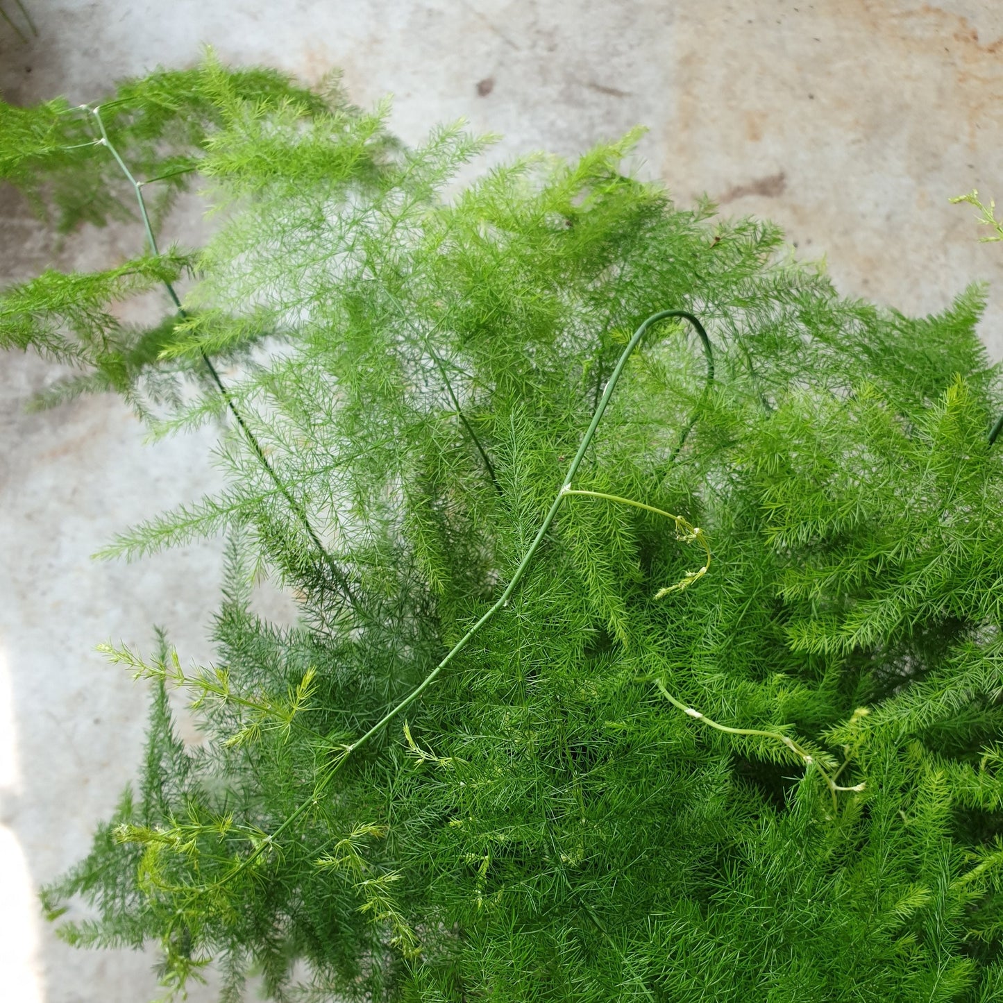 Asparagus setaceus (Asparagus fern)