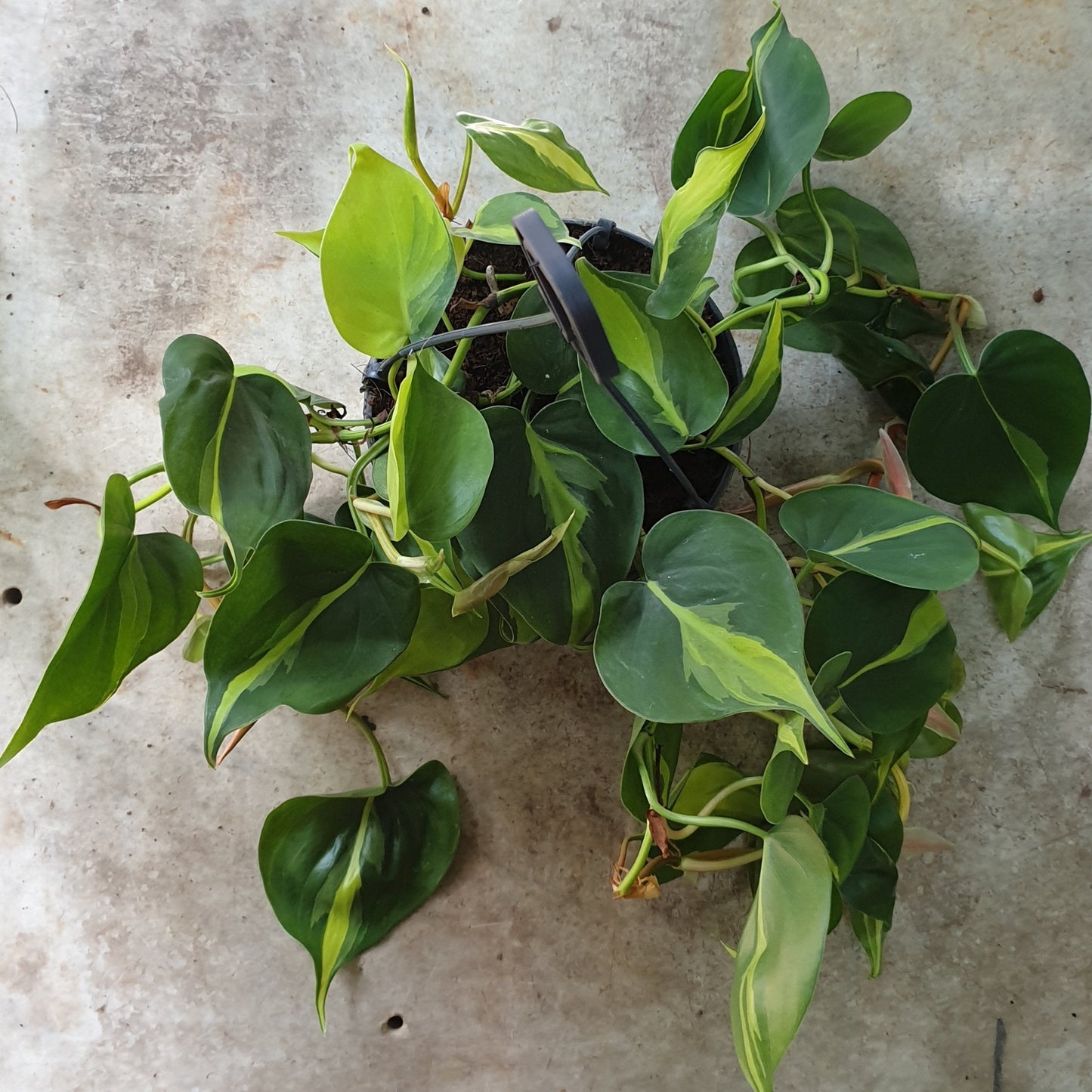 Philodendron scandens 'Brasil' (Pothos/ Devils Ivy)- Various sizes
