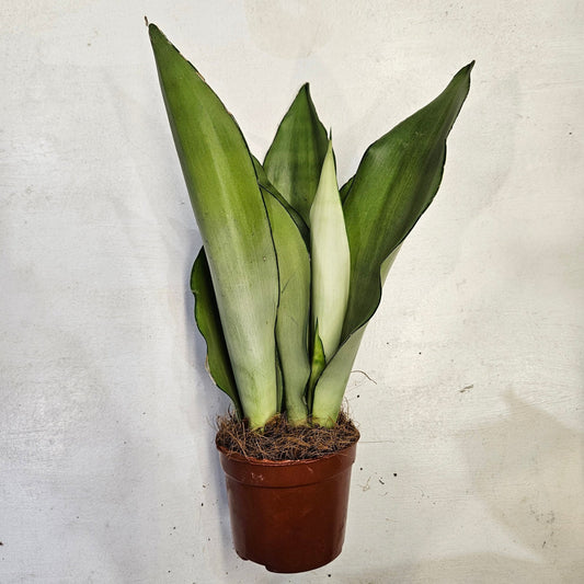Sansevieria trifiasciata 'Moonshine'