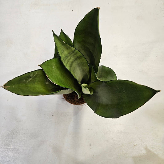 Sansevieria trifiasciata 'Moonshine'