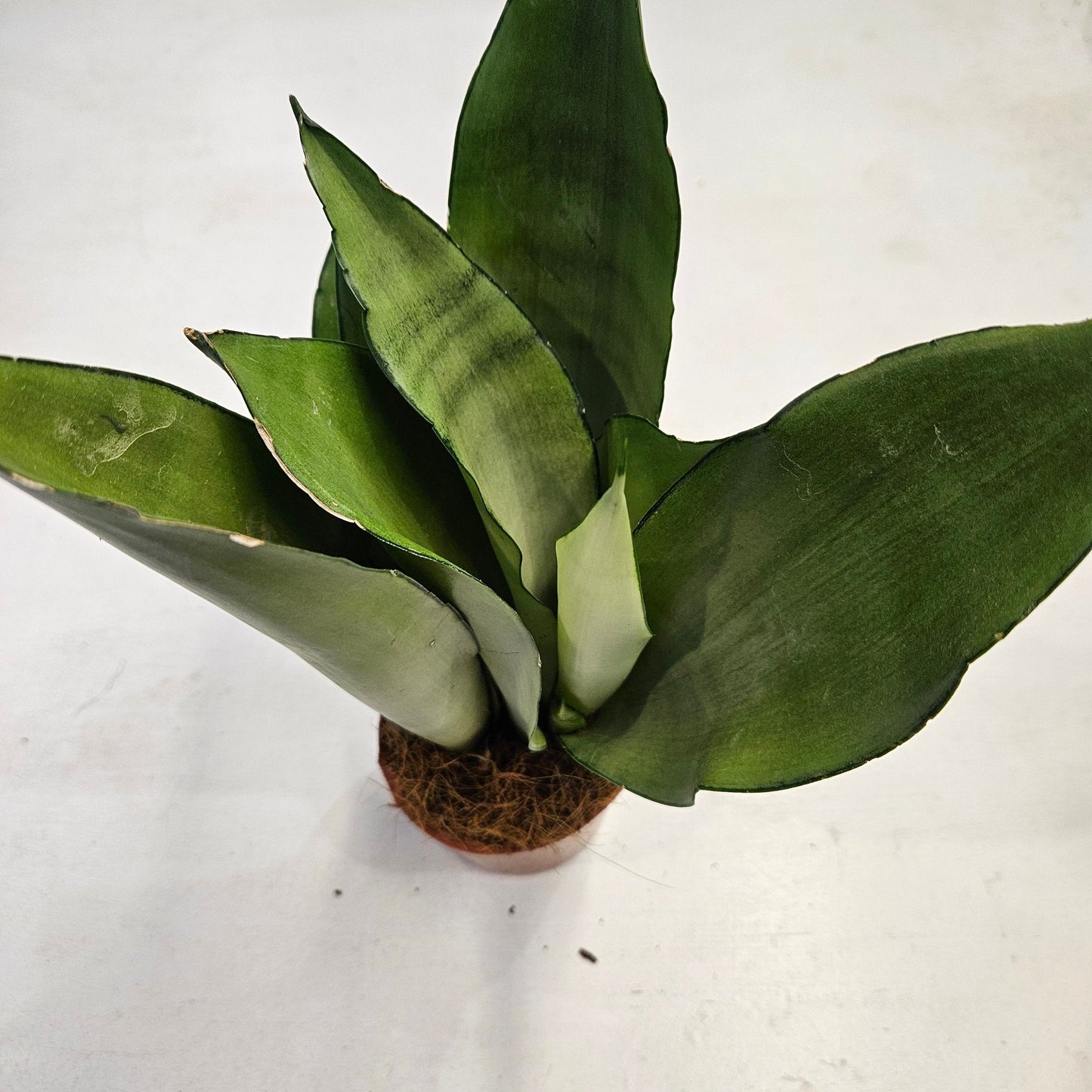 Sansevieria trifiasciata 'Moonshine'