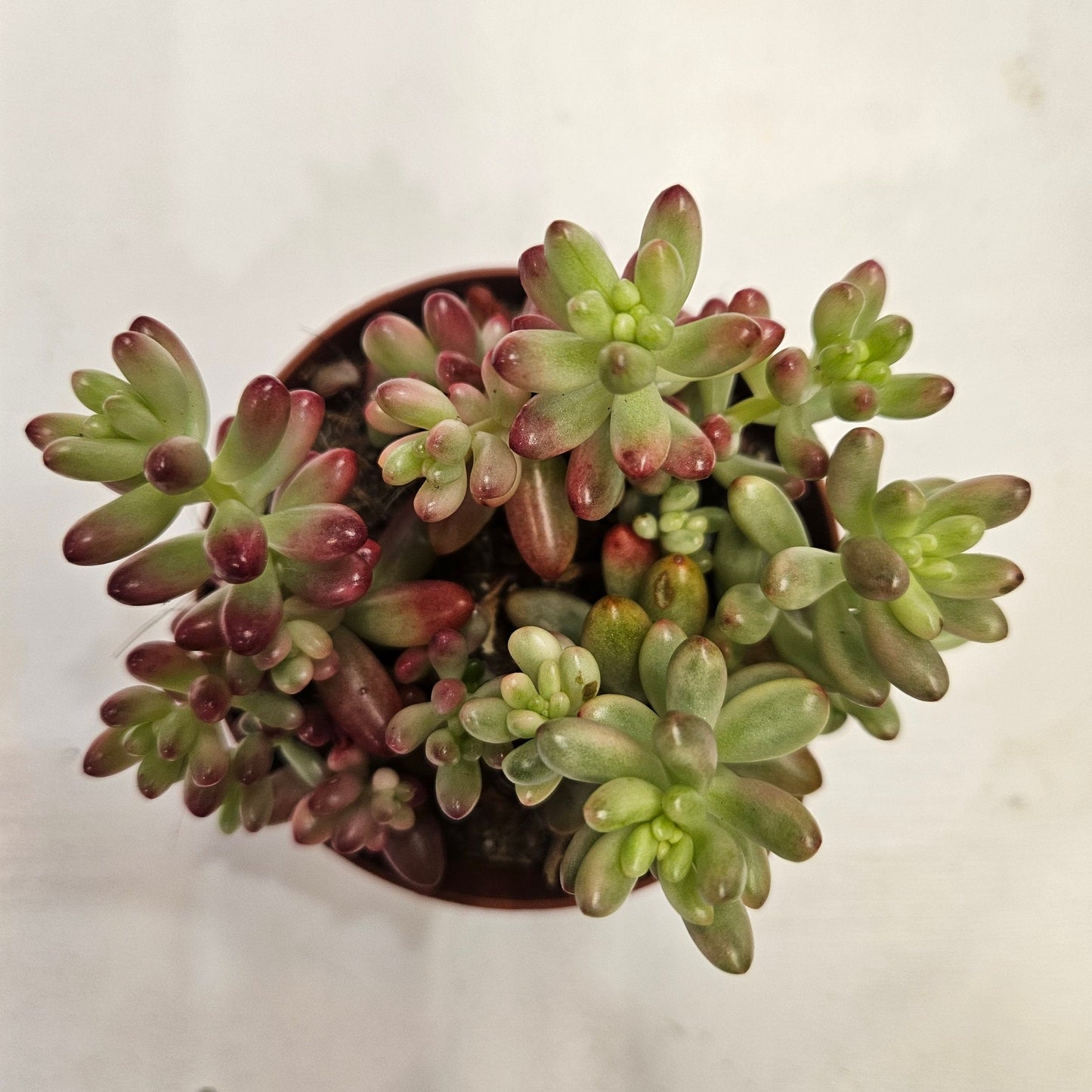 Sedum rubrotinctum rosea 'Aurora' (Pink Jelly Beans)