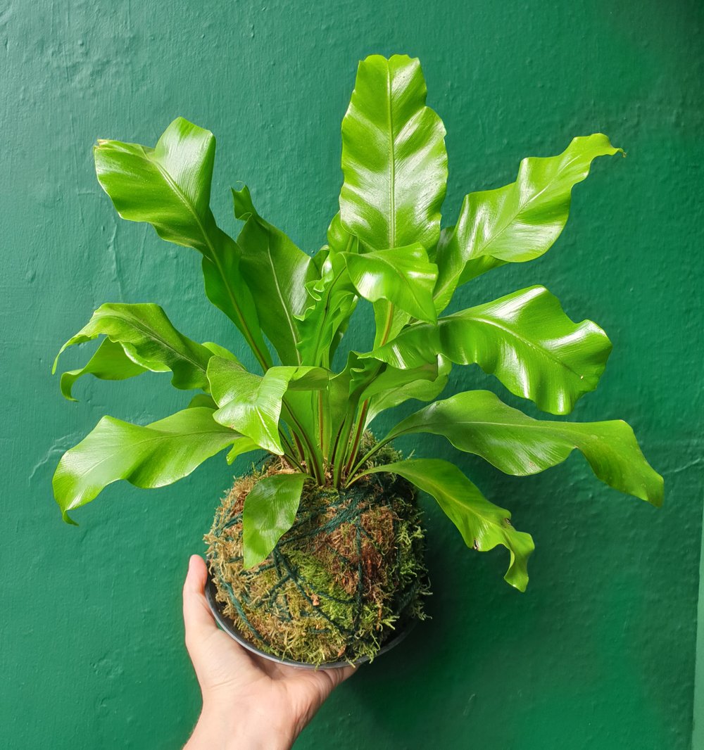 31/01/2026 at 11am Kokedama workshop- the art of moss balls