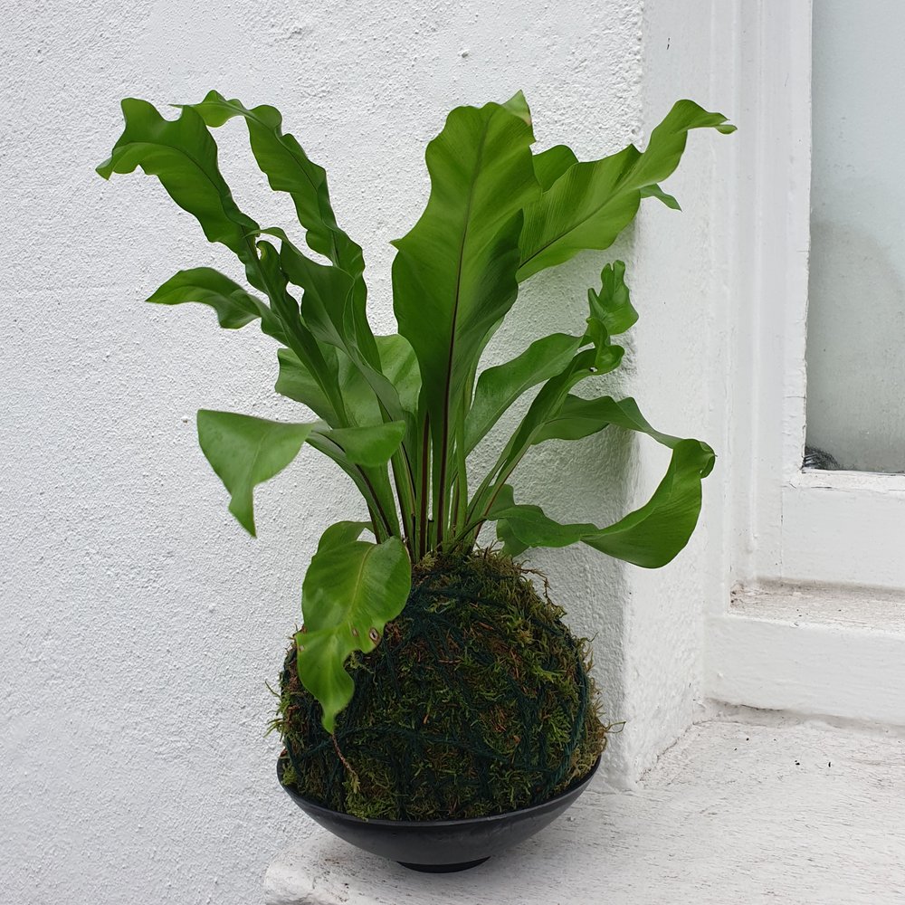 02/05/2026 at 11am Kokedama workshop- the art of moss balls