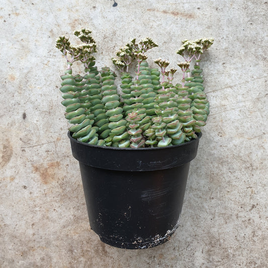 Crassula marnieriana (Jade Necklace)
