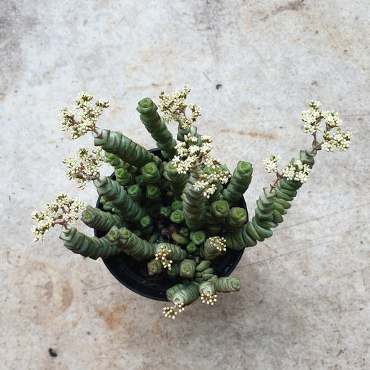 Crassula marnieriana (Jade Necklace)