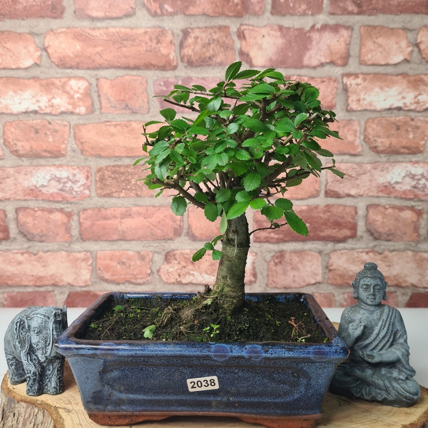 Chinese Elm (Ulmus Parvifolia) Bonsai Tree | Broom | In 20cm Pot