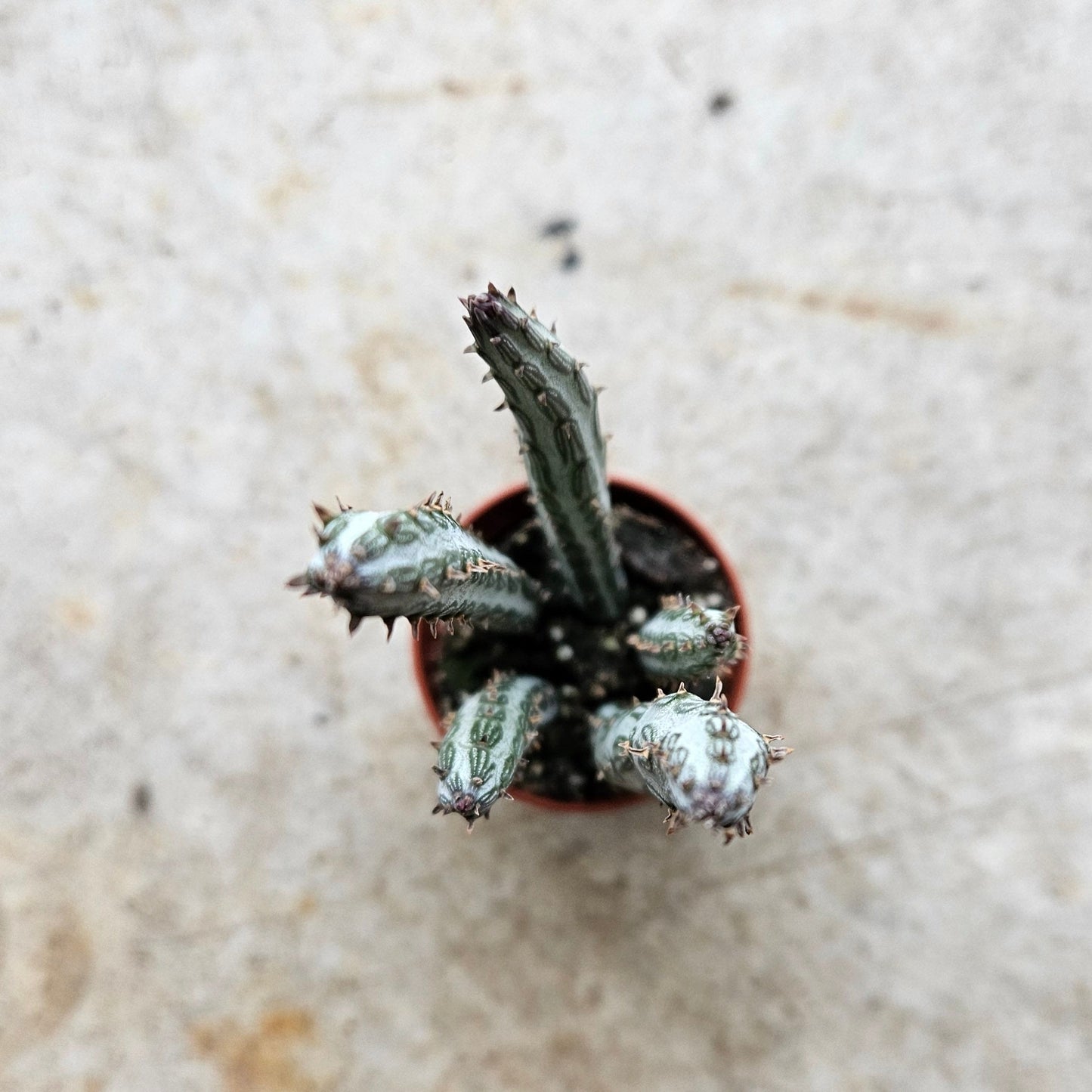 Senecio stapeliiformis (Candlestick plant)