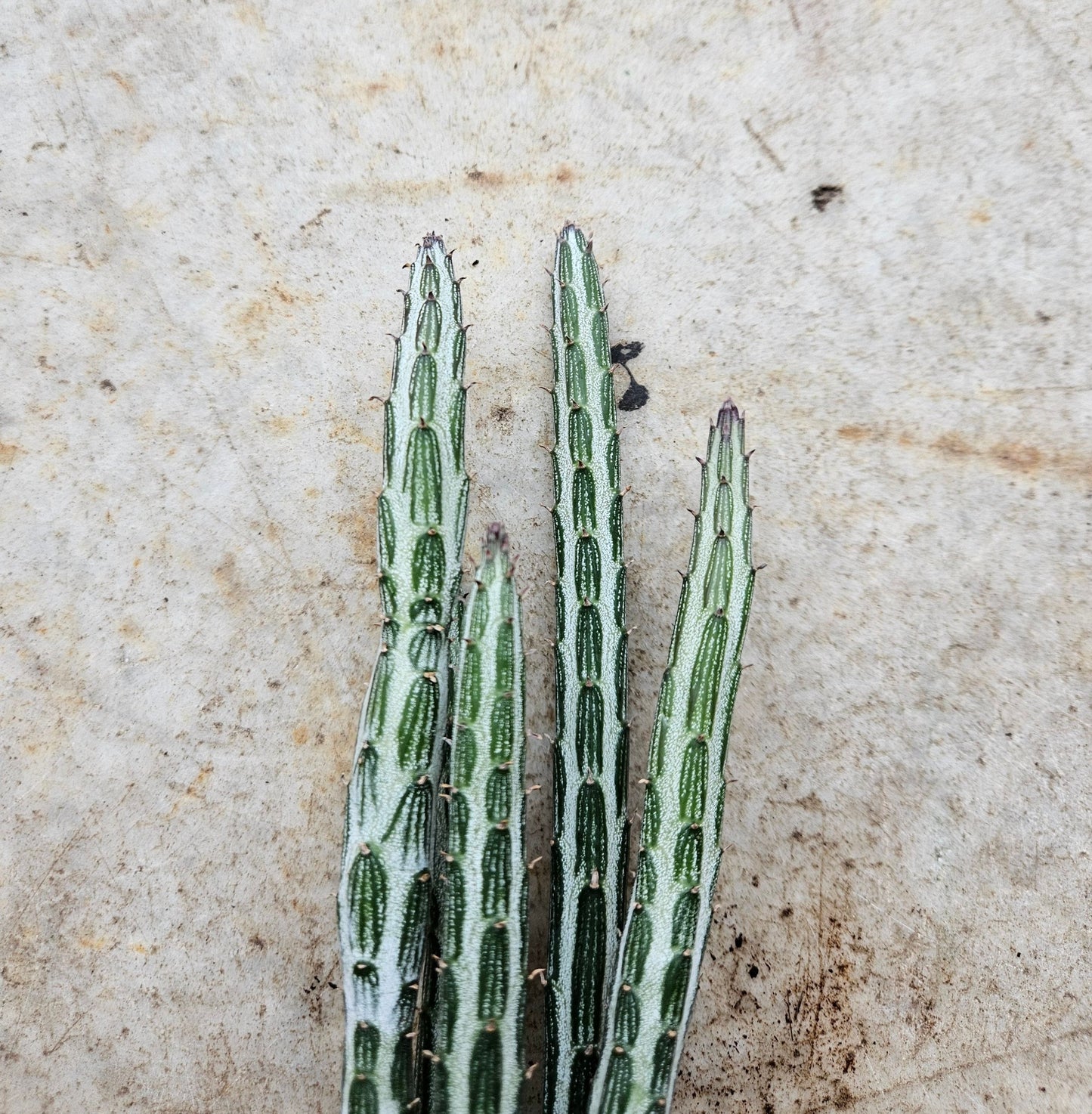 Senecio stapeliiformis (Candlestick plant)
