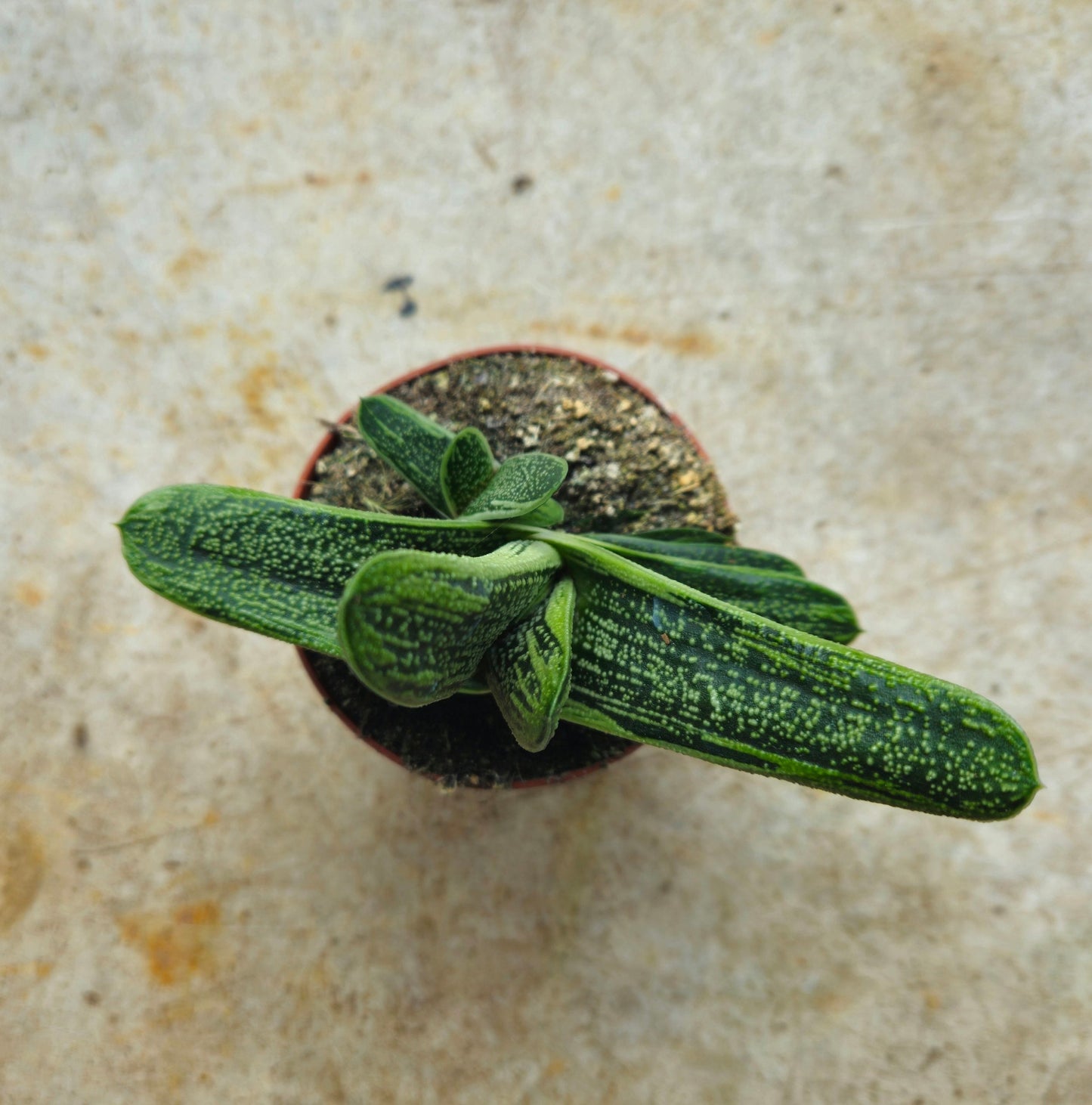 Gasteria 'Little Warty' (Ox Tongue)