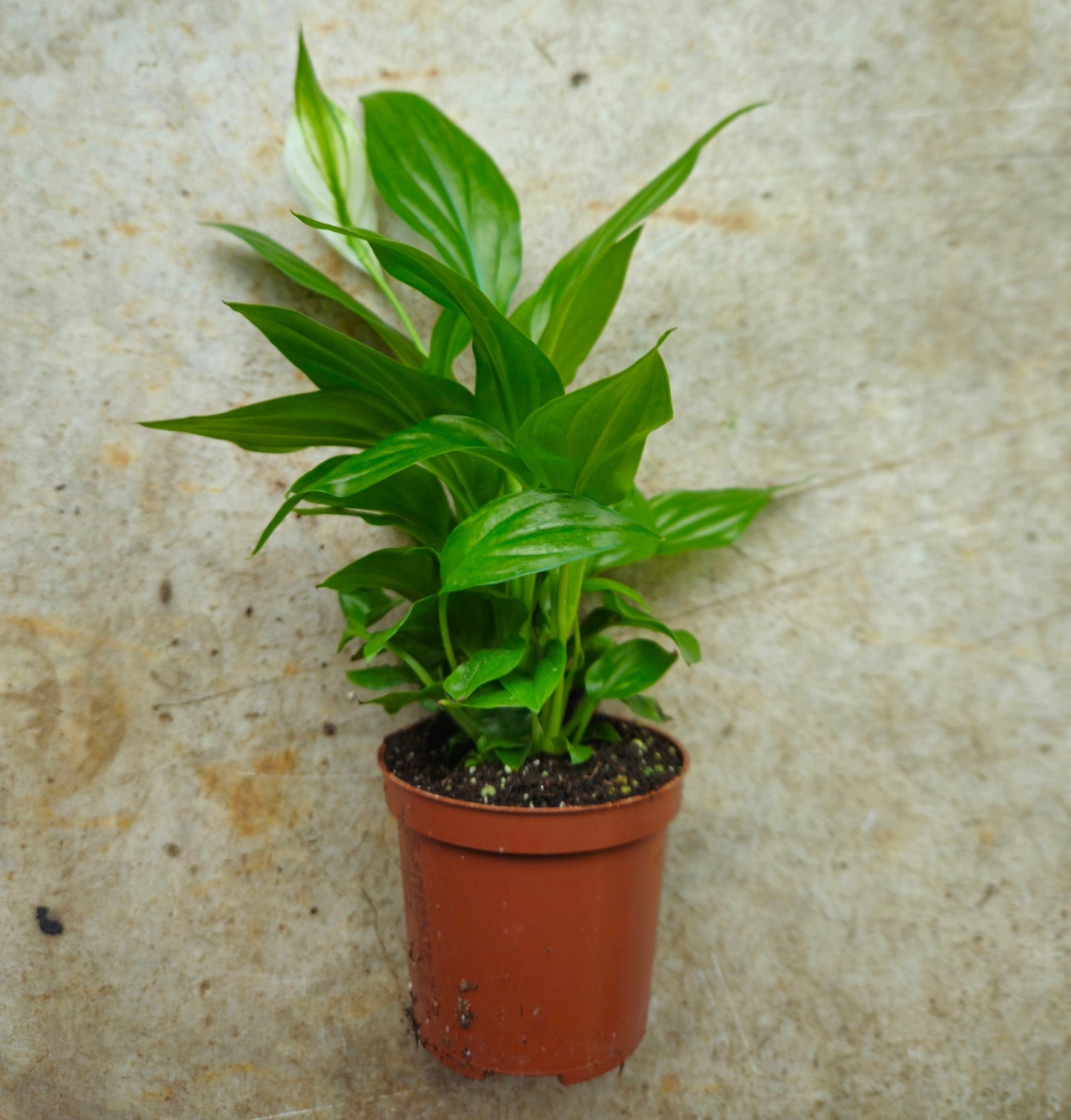 Spathiphyllum 'Pearl Cupido'- Peace lily