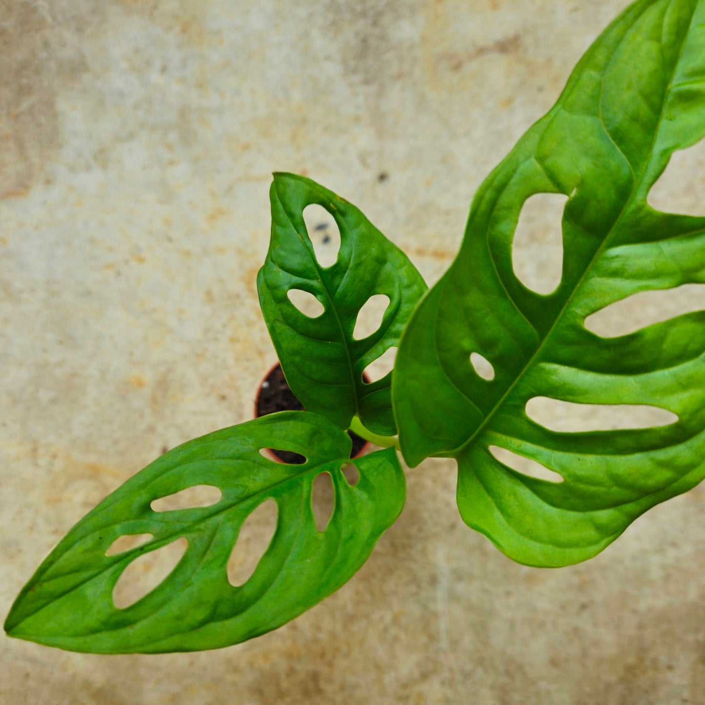 Monstera adansonii 'Monkey mask' (Cheeseplant) Various sizes available