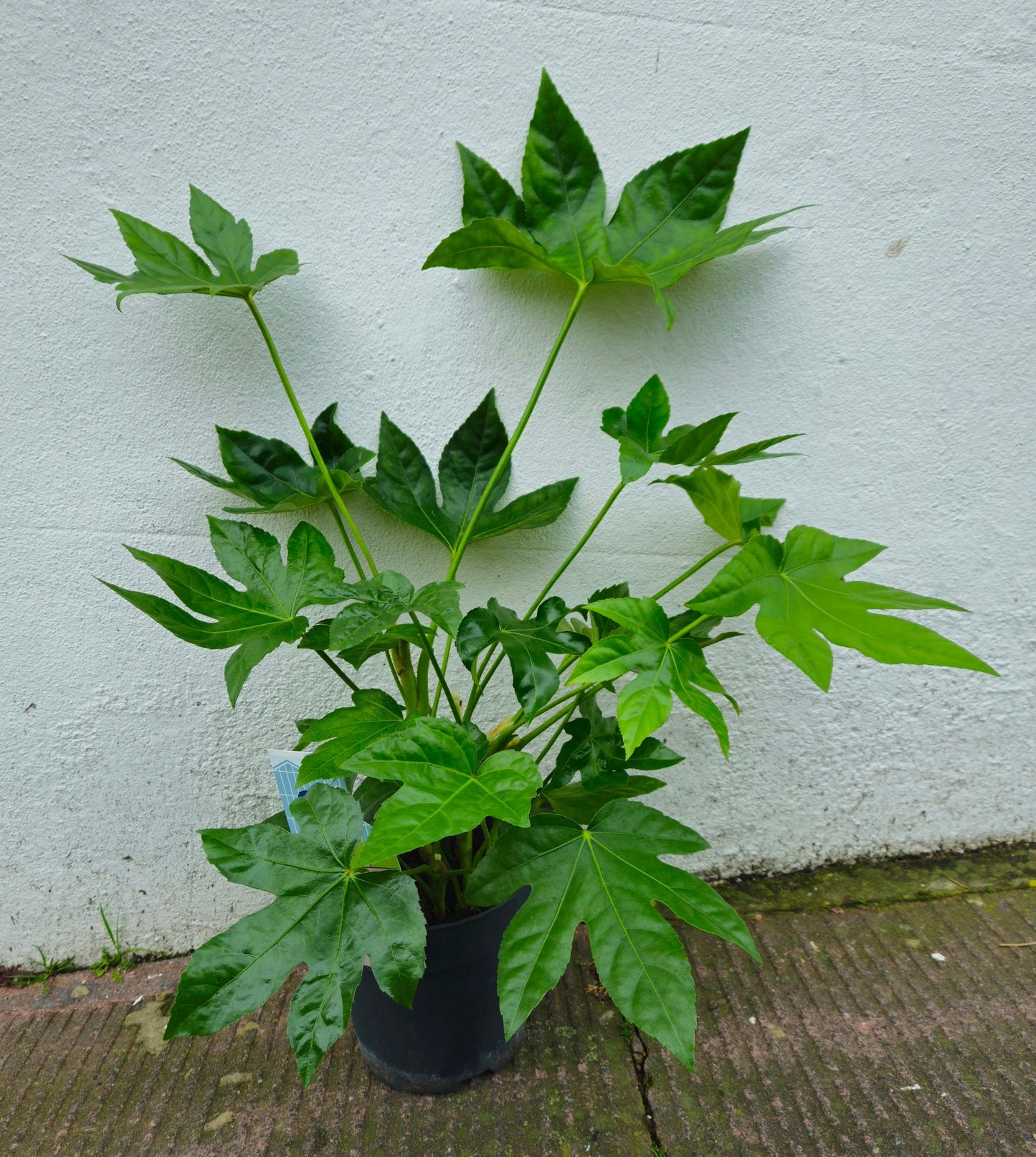 Fatsia japonica (Japanese Aralia)