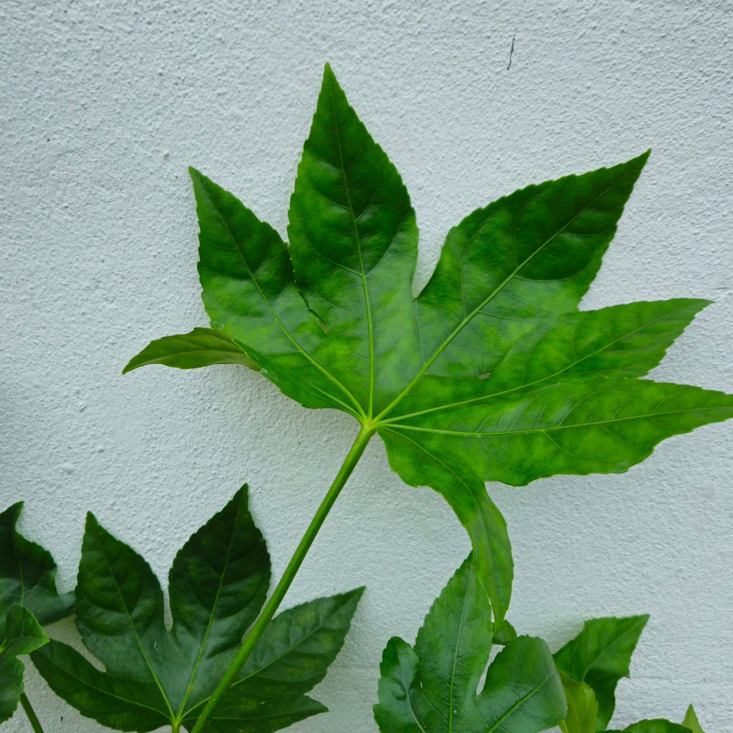 Fatsia japonica (Japanese Aralia)