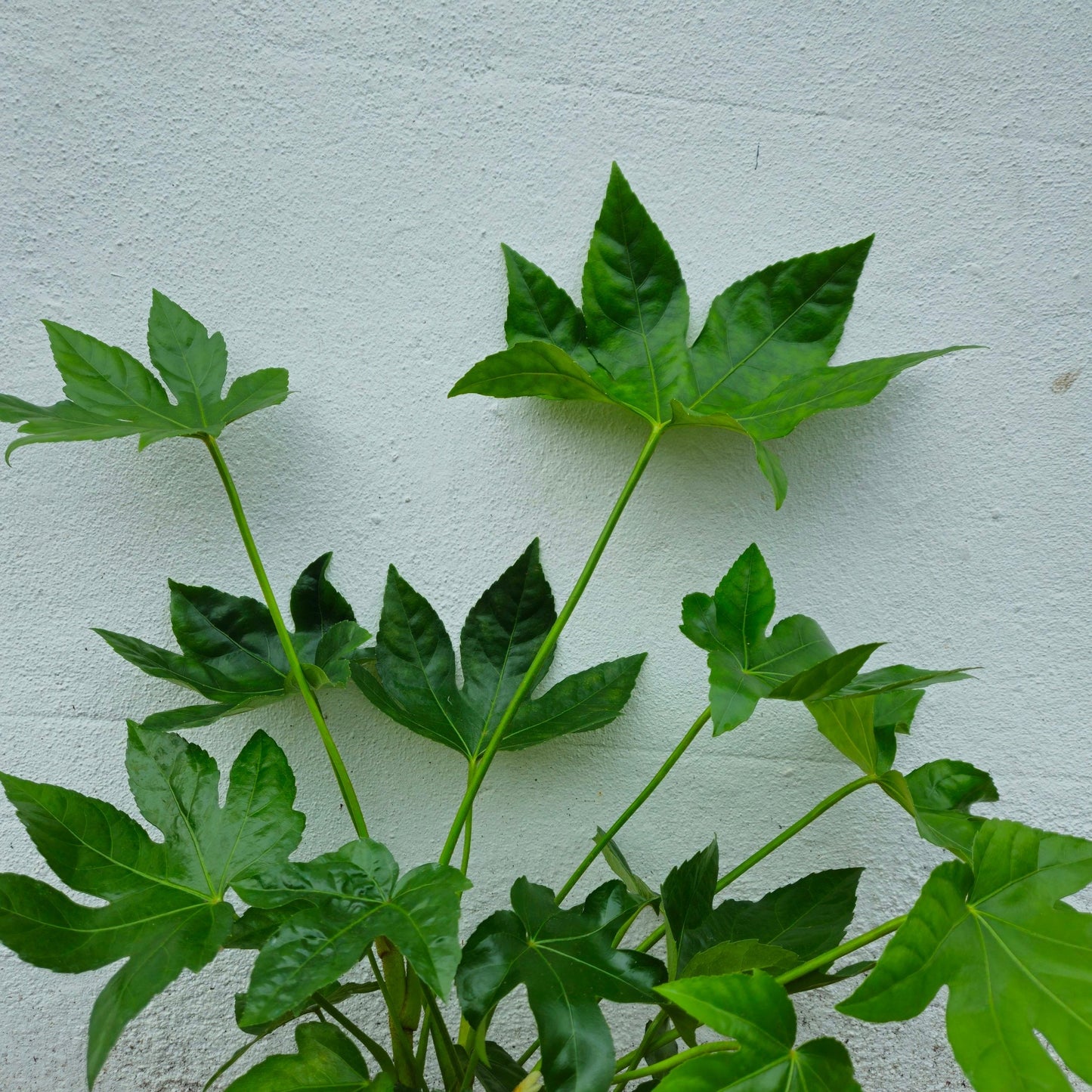Fatsia japonica (Japanese Aralia)