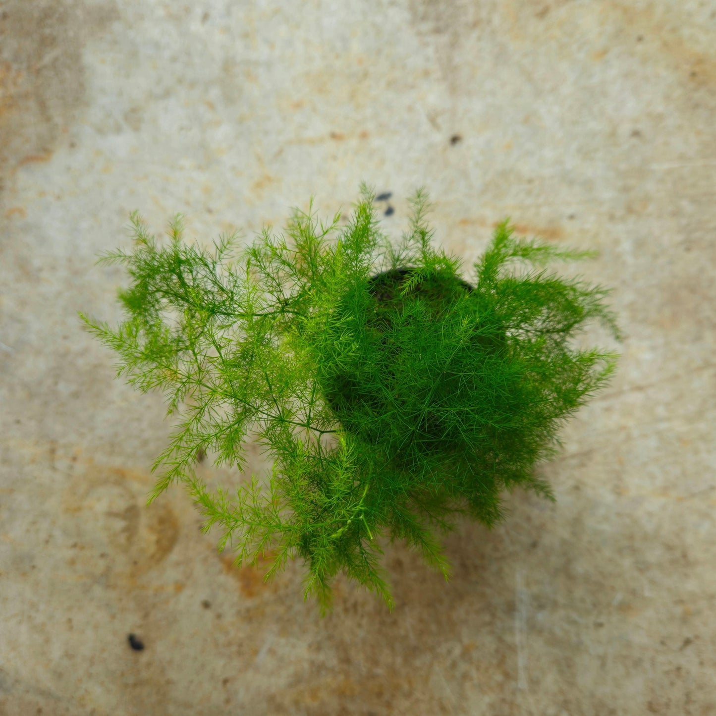 Asparagus setaceus (Asparagus fern)