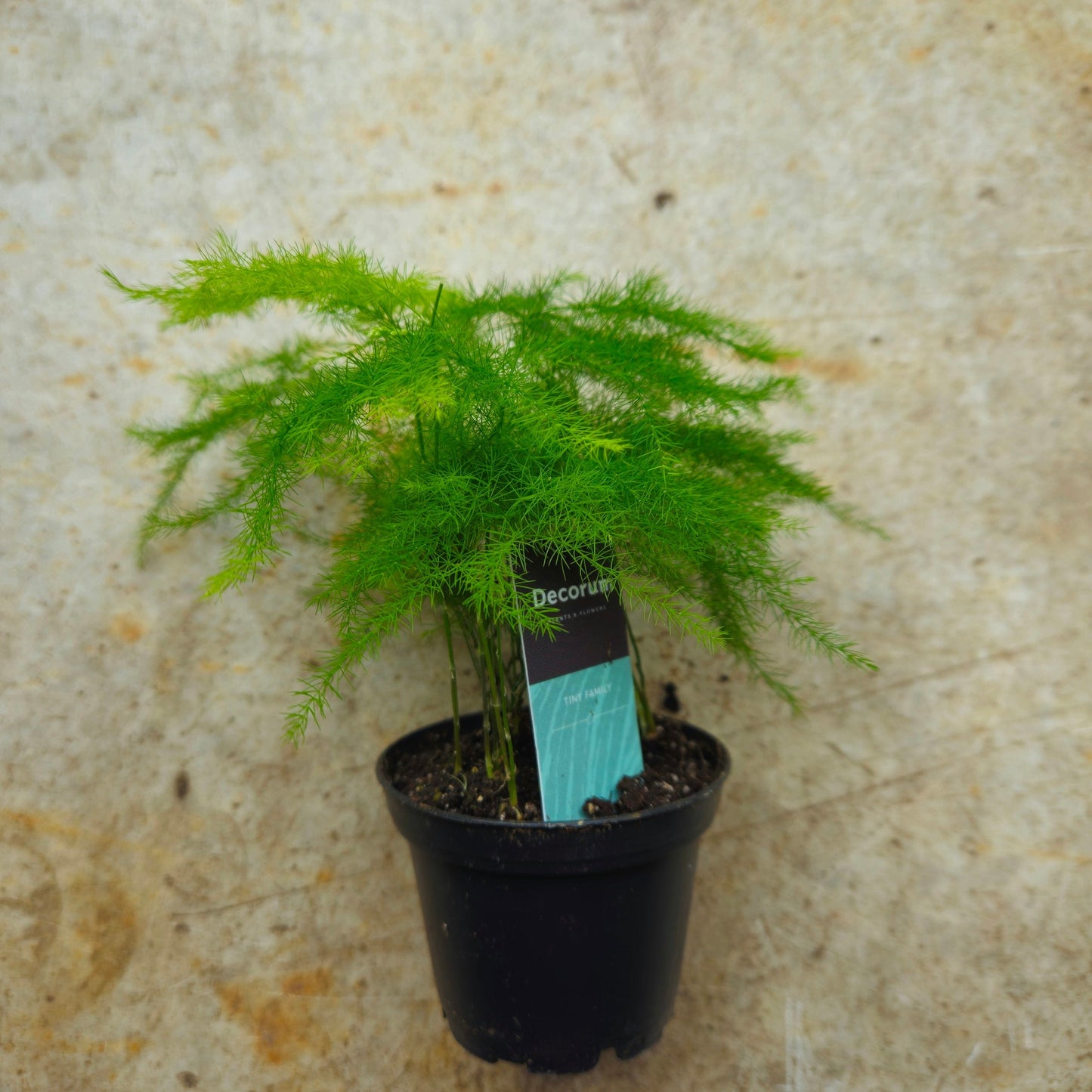Asparagus setaceus (Asparagus fern)