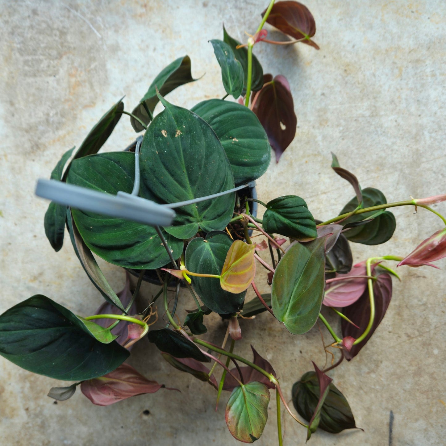 Philodendron hederaceum var. hederaceum (Velvet Leaf / Philodendron micans) Various sizes