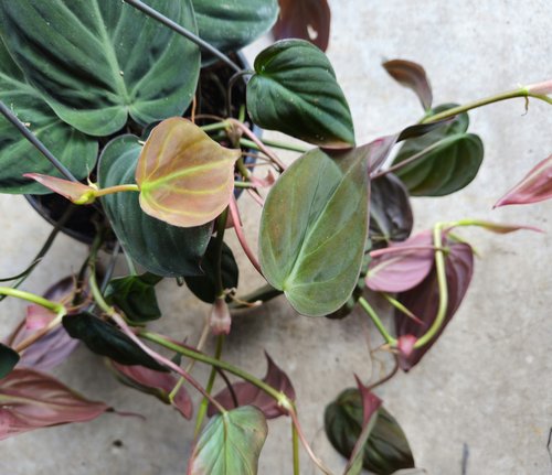 Philodendron hederaceum var. hederaceum (Velvet Leaf / Philodendron micans) Various sizes