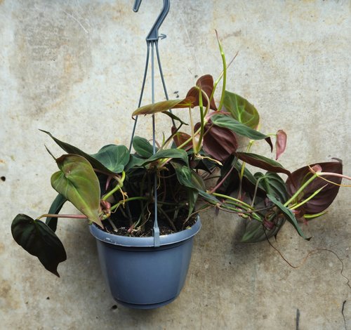 Philodendron hederaceum var. hederaceum (Velvet Leaf / Philodendron micans) Various sizes