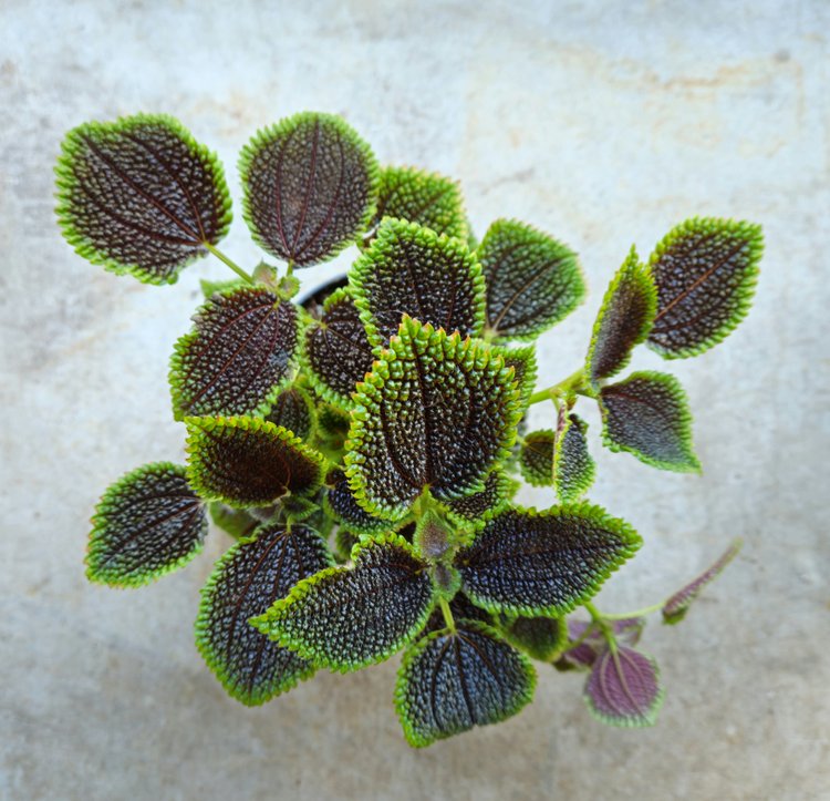Pilea involucrata 'Moon Valley'