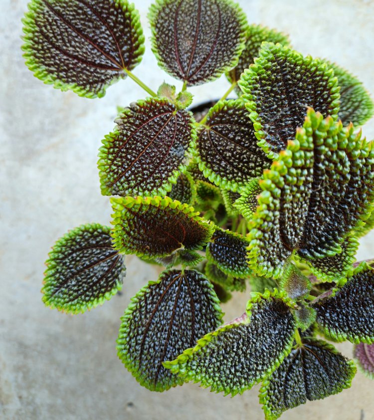 Pilea involucrata 'Moon Valley'