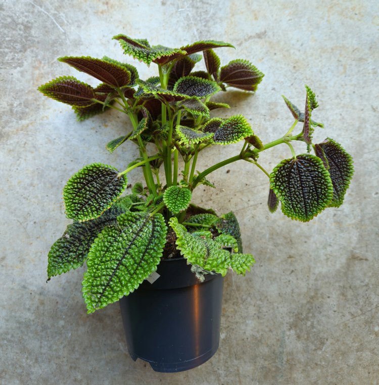 Pilea involucrata 'Moon Valley'