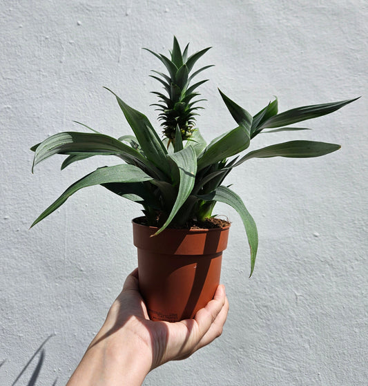 Ananas 'Mi Amigo' (Pineapple plant)