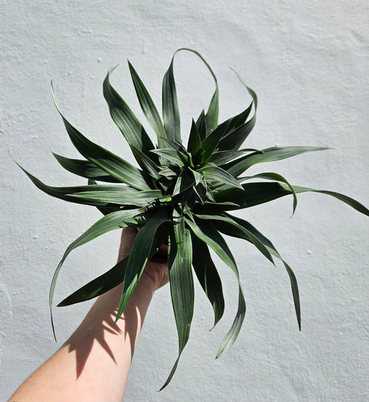 Ananas 'Mi Amigo' (Pineapple plant)