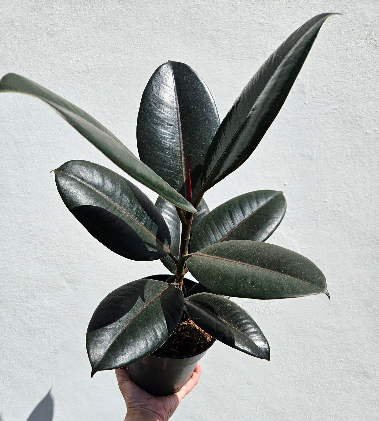 Ficus elastica (Rubber Plant) -6 varieties available