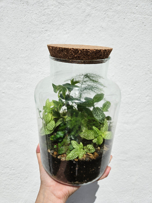 Medium Glass Closed Terrarium