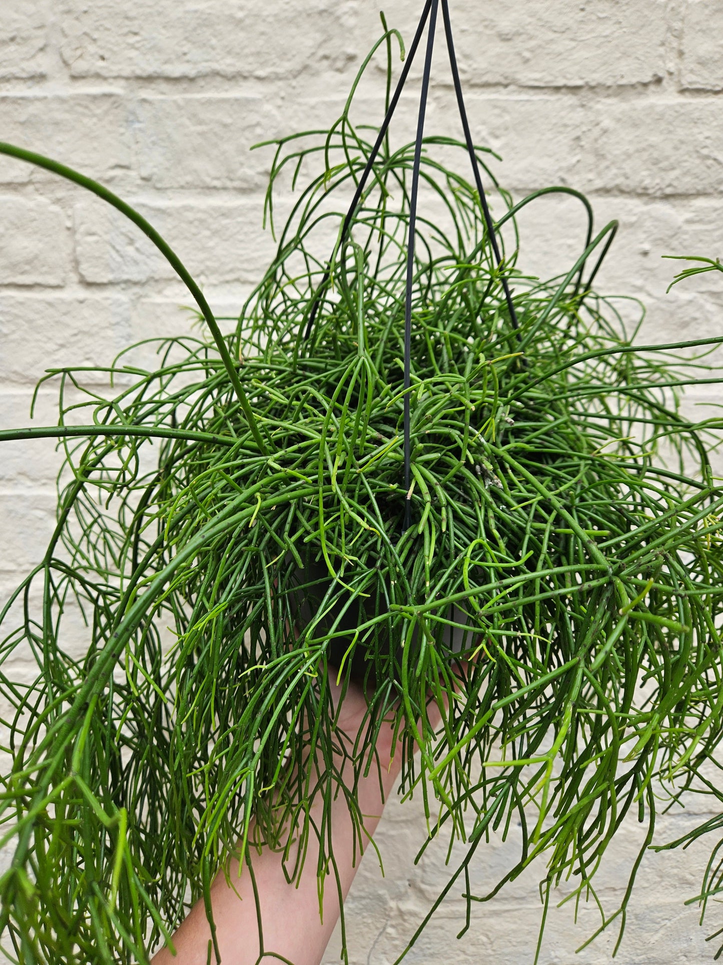 Rhipsalis baccifera 'Oasis' (Mistletoe Cactus)