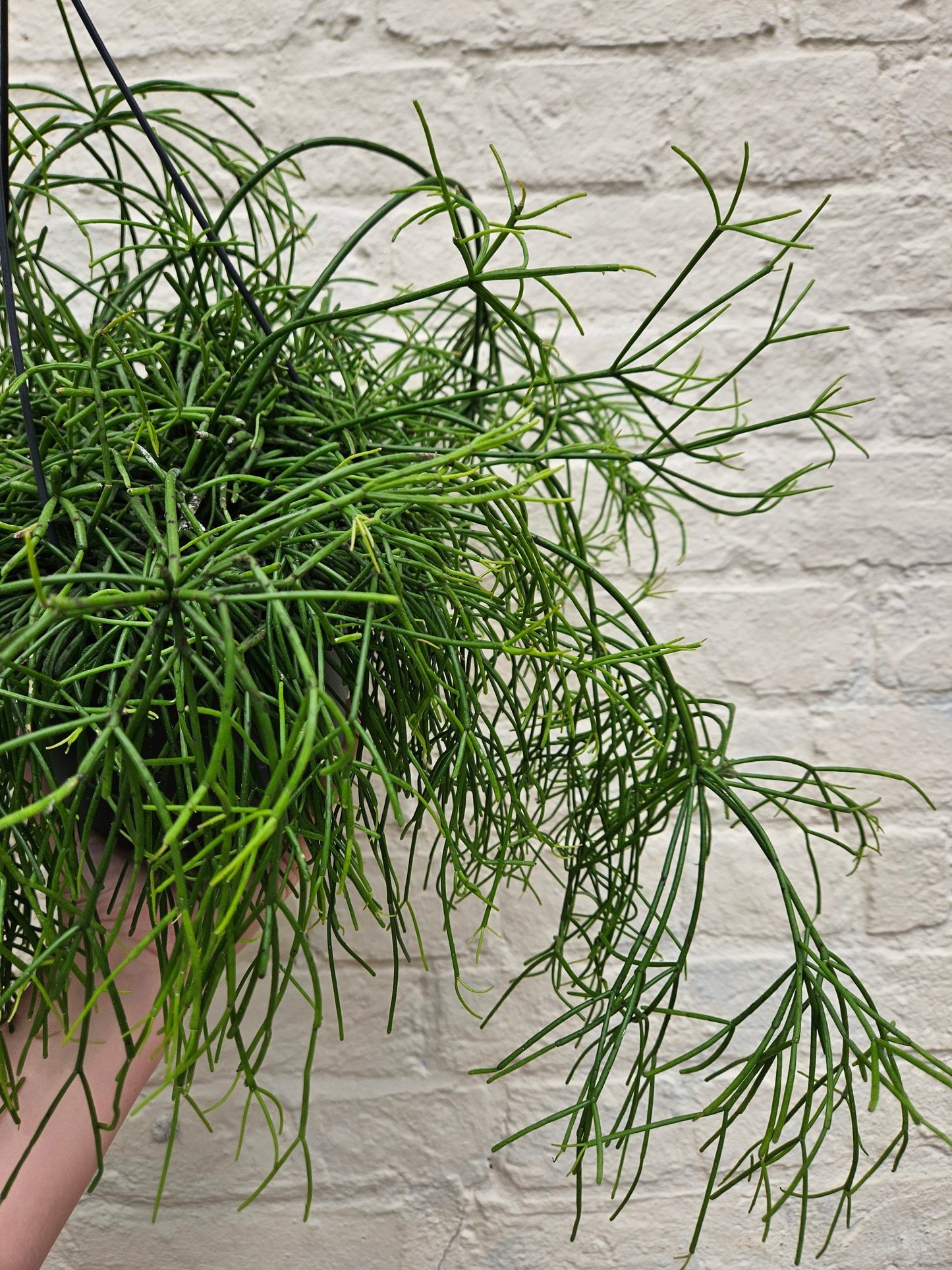 Rhipsalis baccifera 'Oasis' (Mistletoe Cactus)