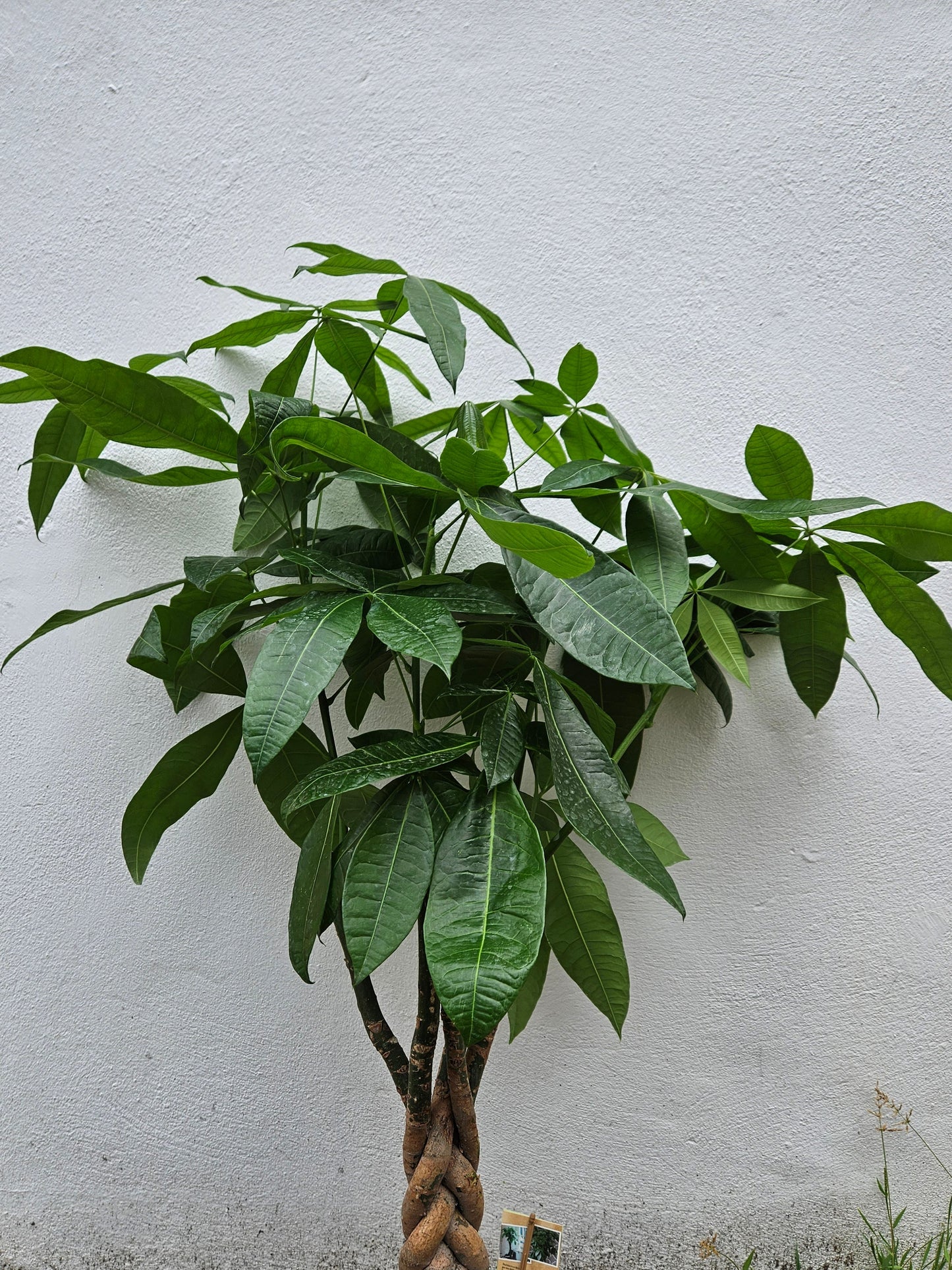 Pachira aquatica (Guiana Chestnut/ Money Tree)