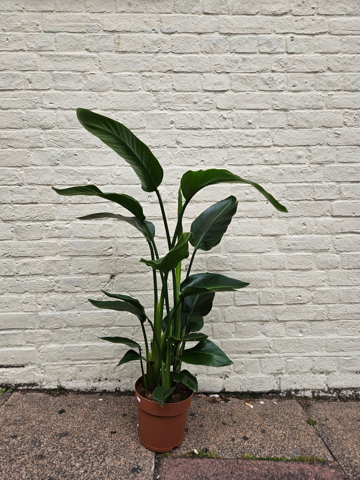 Strelitzia reginae (Orange Bird of Paradise) - Various sizes available