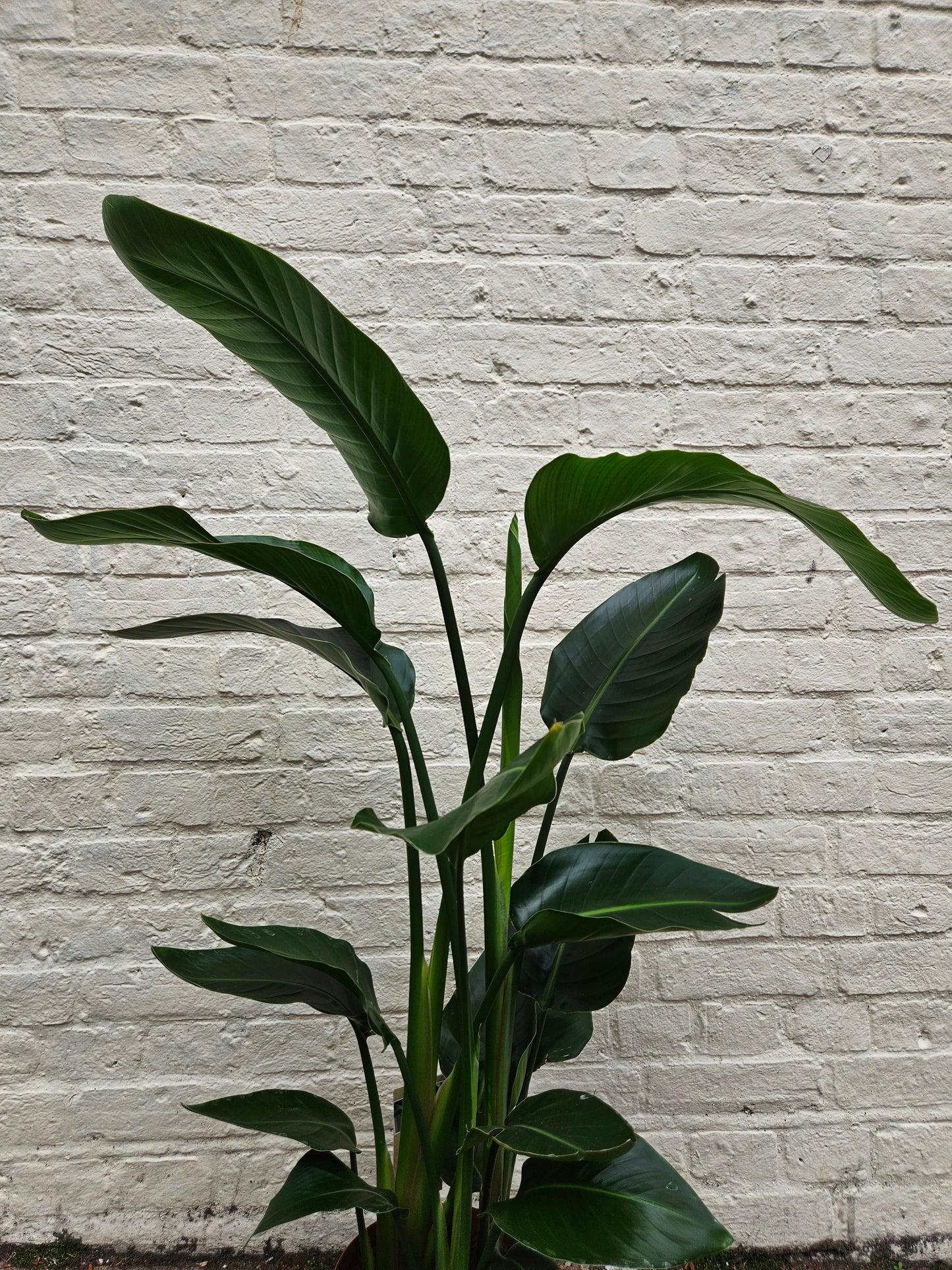 Strelitzia reginae (Orange Bird of Paradise) - Various sizes available