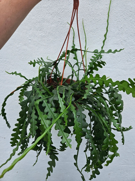 Disocactus anguliger (Fishbone Cactus)