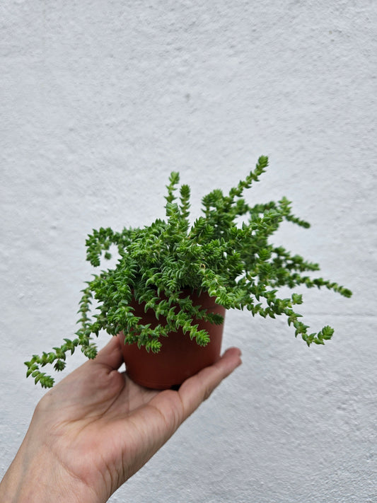 Crassula muscosa (Rattail Crassula)