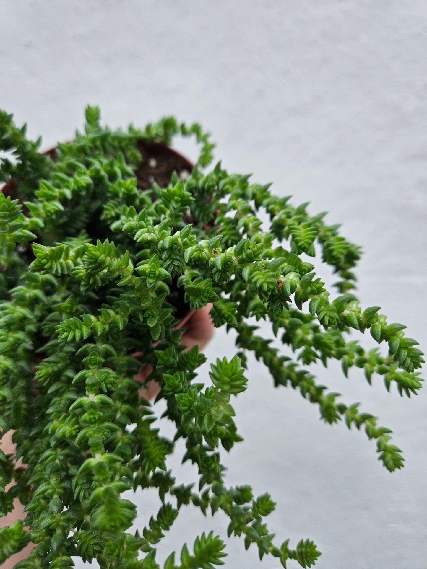 Crassula muscosa (Rattail Crassula)