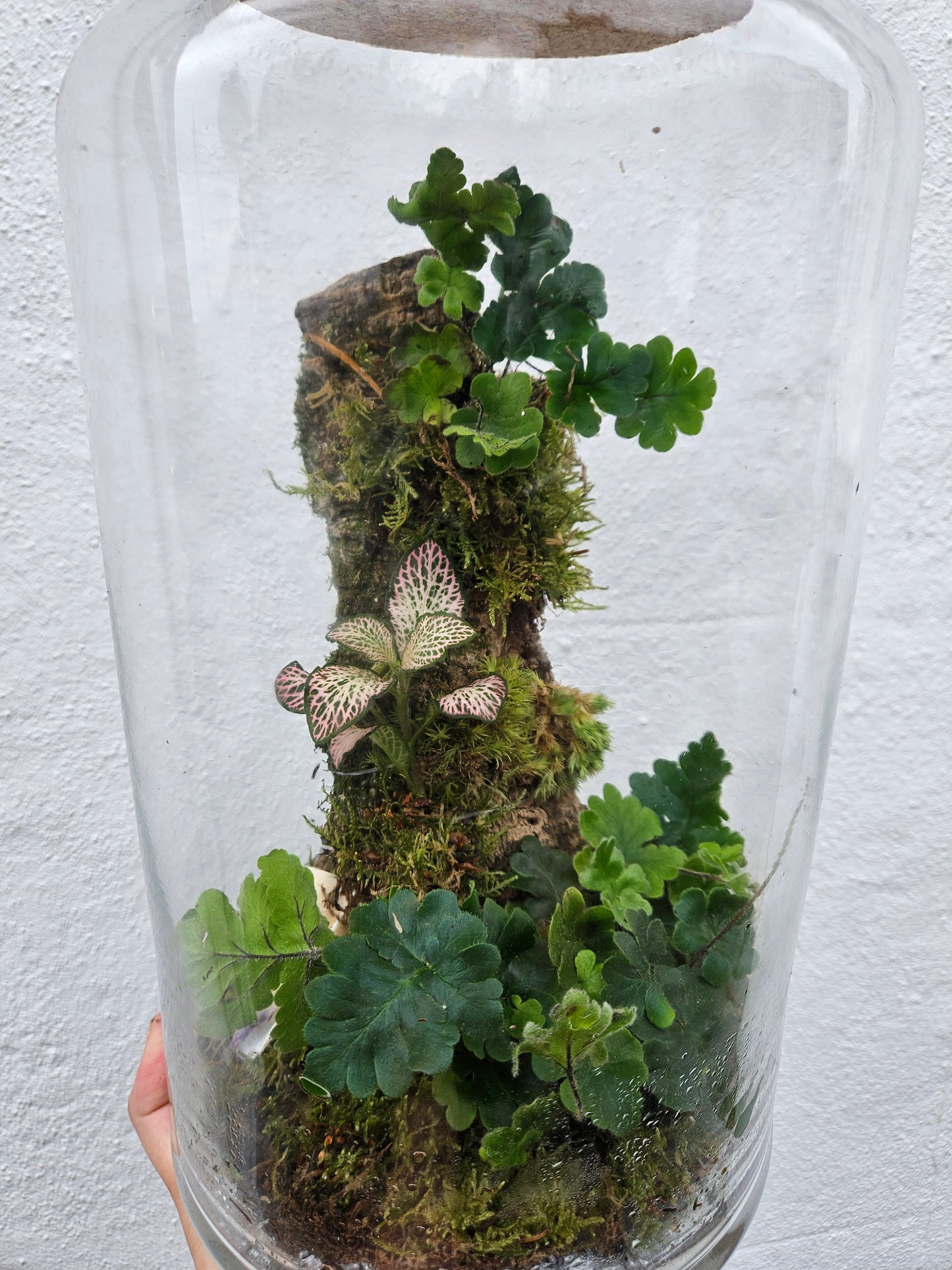 Tall Planted Cork Terrarium