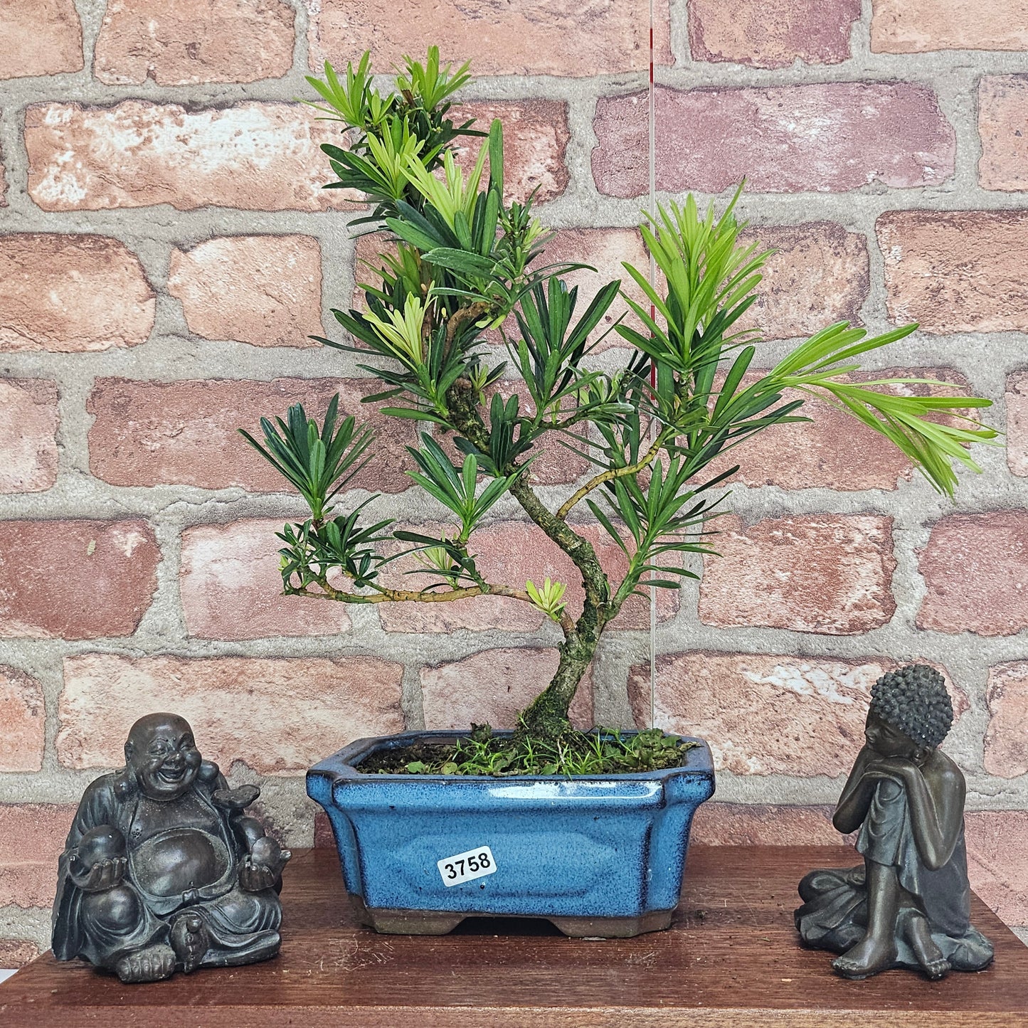 Buddhist Pine (Podocarpus Micro) Bonsai Tree | Shaped | In 15cm Pot