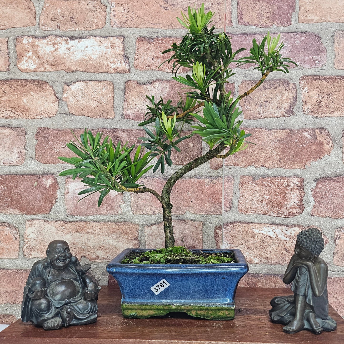 Buddhist Pine (Podocarpus Micro) Bonsai Tree | Shaped | In 15cm Pot