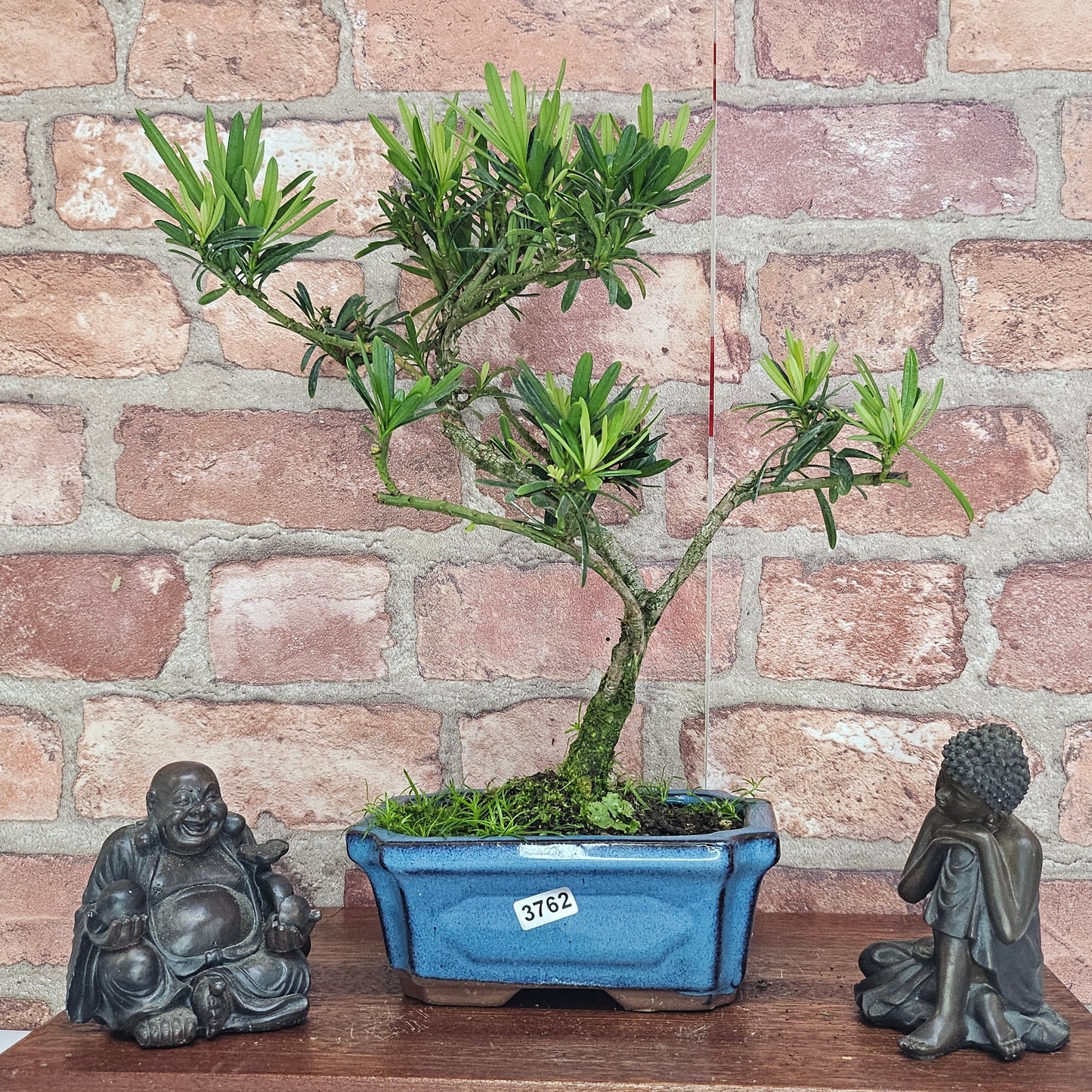Buddhist Pine (Podocarpus Micro) Bonsai Tree | Shaped | In 15cm Pot